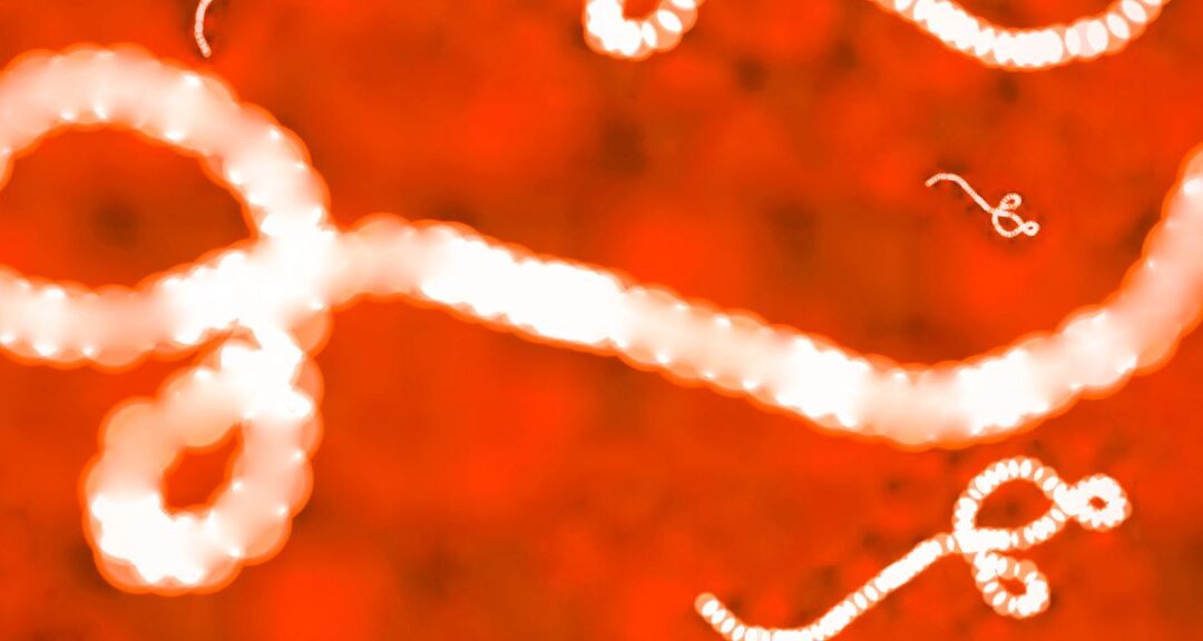 L’ASPC recrute des spécialistes de la maladie Ebola pour sa Liste d’experts 