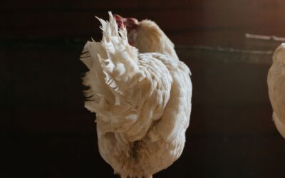 Appel à participation | Une étude sur l’influenza aviaire hautement pathogène auprès des professionnels de la médecine vétérinaire